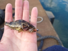 オニオコゼの釣果