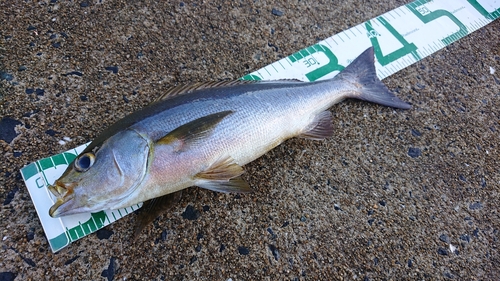 イサキの釣果