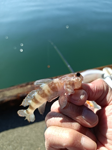 ハゼの釣果