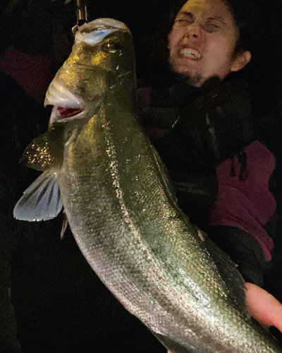 スズキの釣果