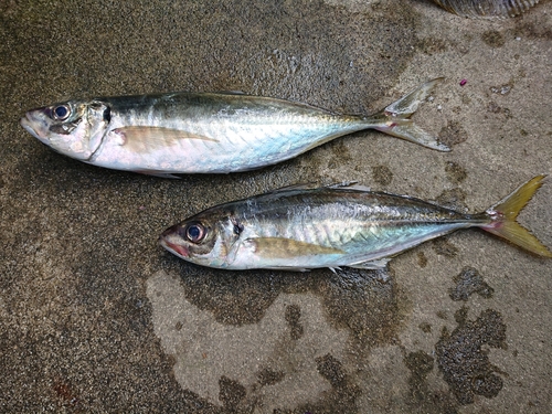 マサバの釣果