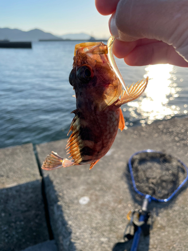 カサゴの釣果