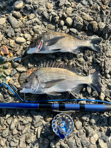 クロダイの釣果