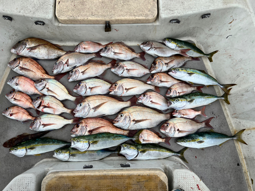 マダイの釣果