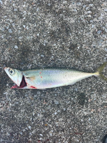 サバの釣果