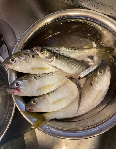 コノシロの釣果