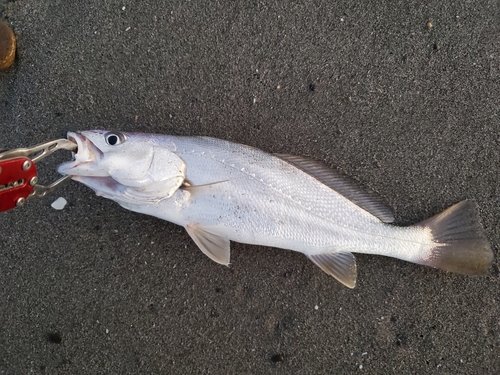 オオニベの釣果