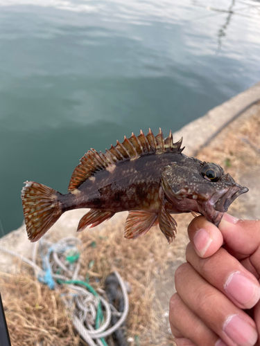 カサゴの釣果