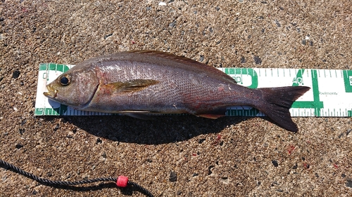 イサキの釣果