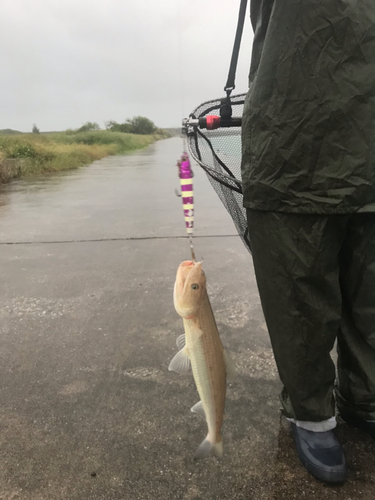 エソの釣果