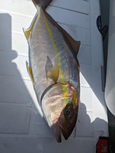 ショゴの釣果