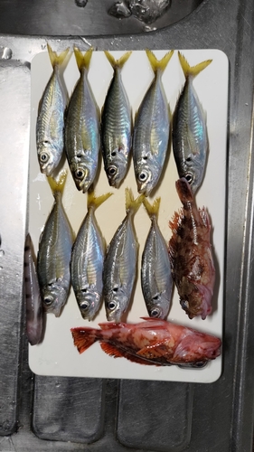 メイチダイの釣果