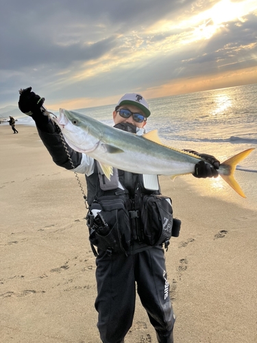 ブリの釣果