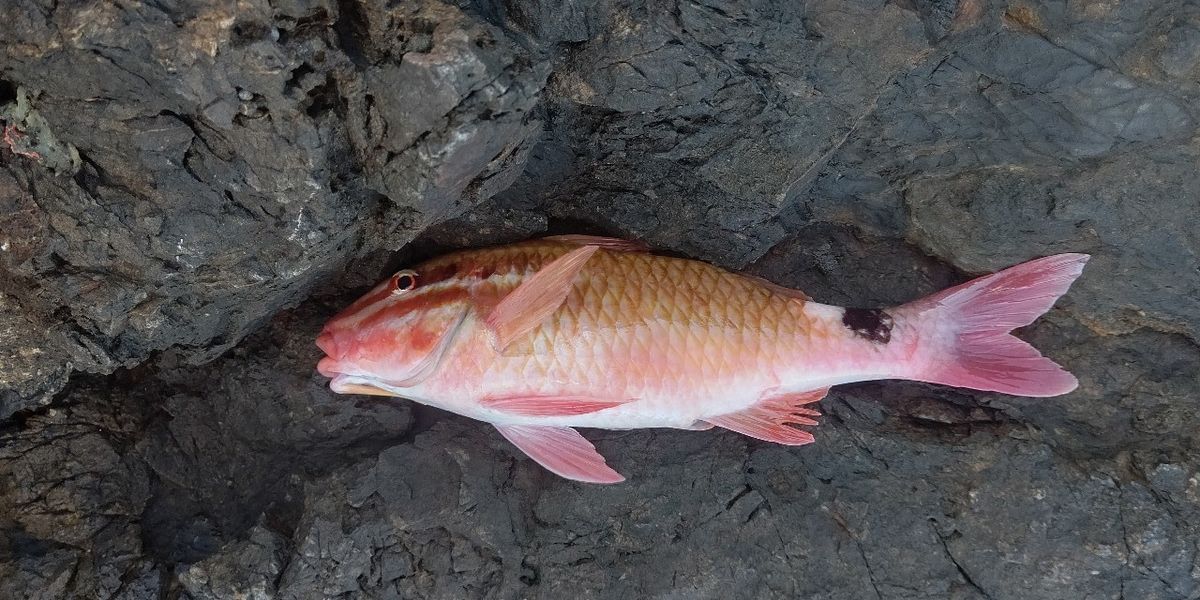 間瀬さんの釣果 2枚目の画像