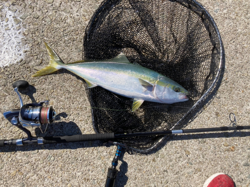 メジロの釣果