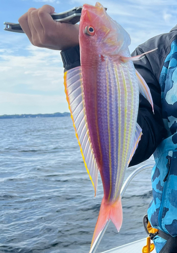 イトヨリダイの釣果