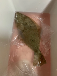 ヒラメの釣果