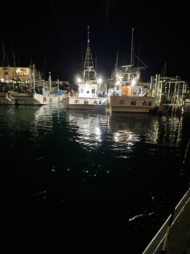 ショウサイフグの釣果