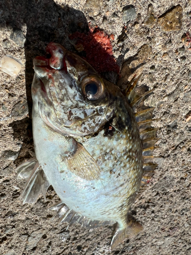 アイゴの釣果