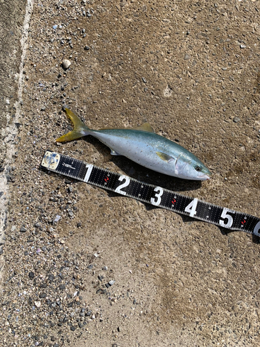 ヤズの釣果