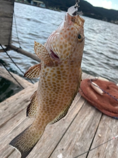 オオモンハタの釣果