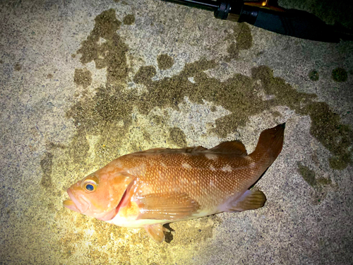 エゾメバルの釣果