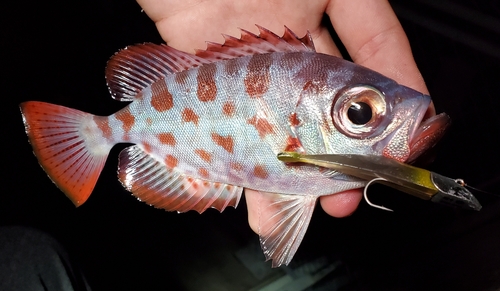 ゴマヒレキントキの釣果