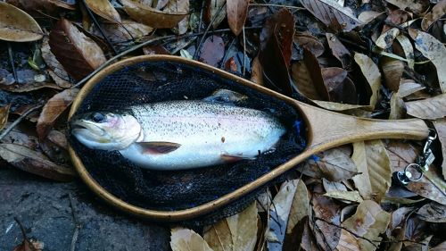 ニジマスの釣果