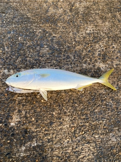 イナダの釣果