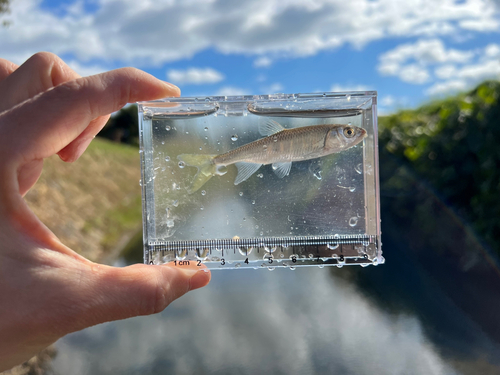 オイカワの釣果