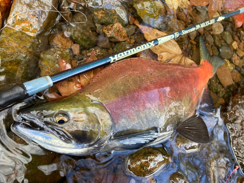 ヒメマスの釣果