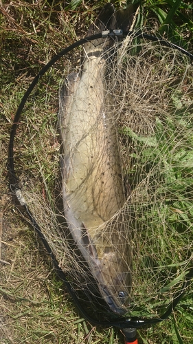 アメリカナマズの釣果