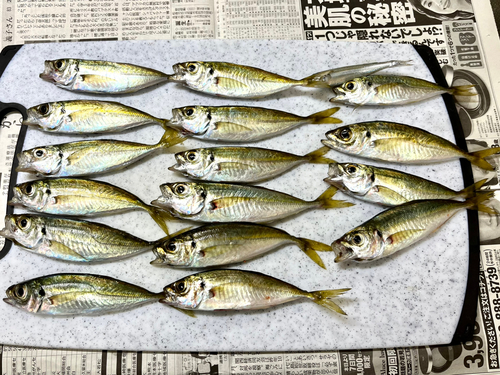 アジの釣果