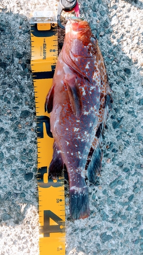 アコウの釣果