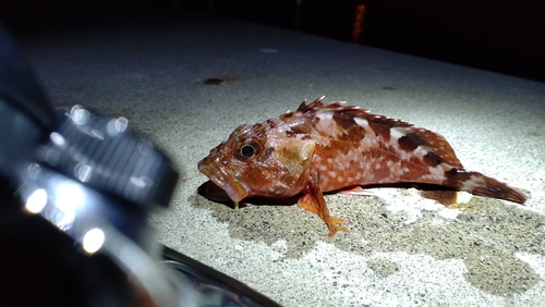 カサゴの釣果