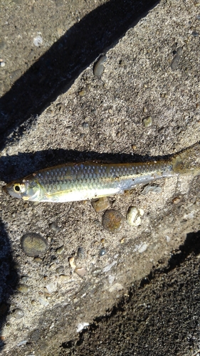 クチボソの釣果