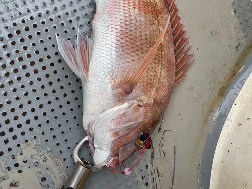 マダイの釣果