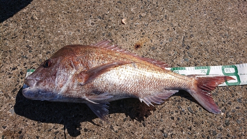 マダイの釣果