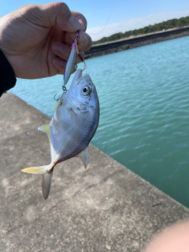 メッキの釣果