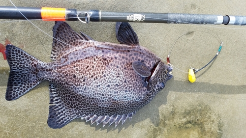 イシガキダイの釣果