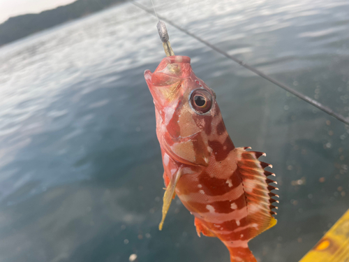 アカハタの釣果