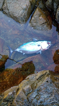 スマカツオの釣果