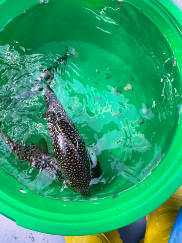 ショウサイフグの釣果