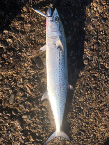 サゴシの釣果