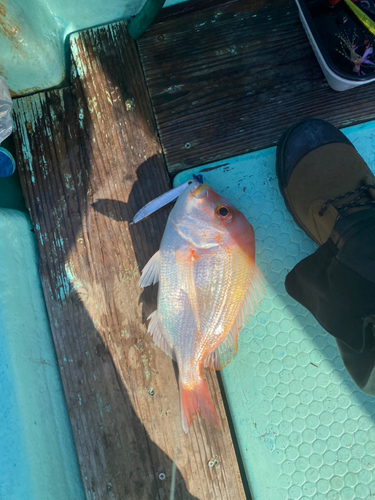 レンコダイの釣果