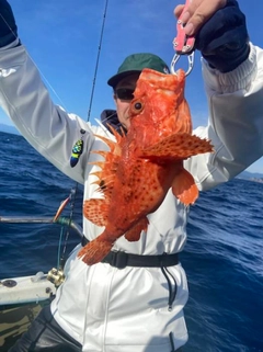 オニカサゴの釣果