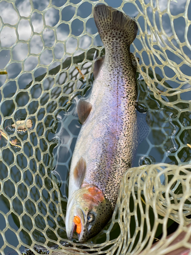 ニジマスの釣果