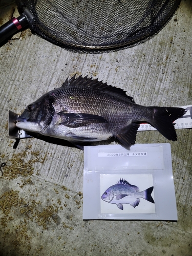 クロダイの釣果