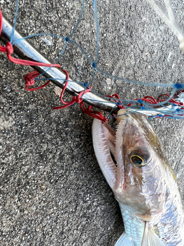 エソの釣果