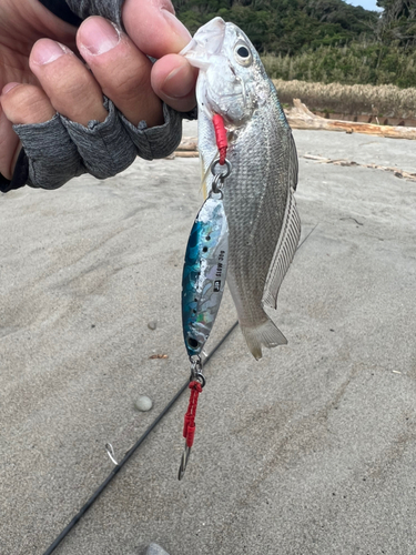 イシモチの釣果